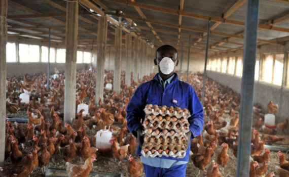 poultry2